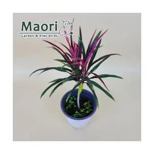 코르딜리네 프루티코사 S형 에스형 홍죽 아이차카 관엽식물 대성식물