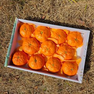 레드향 레드향선물세트 5KG