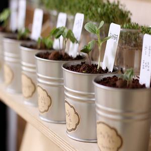 새싹키우기 식물 씨앗 모종 키우기 키트 허브 방울토마토 봉선화 꽃 6종