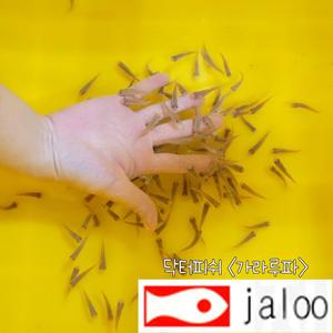 생먹이 자루 닥터피쉬 가라루파 5마리 청소 물고기 각질제거 체험용 놀이로도 좋아요.