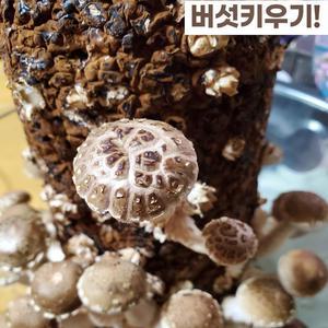 슈퍼배지 표고버섯 키트 1개 집에서키우기 친환경 /느타리/표고 /참송이/노루궁뎅이