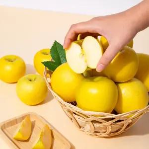 [미식한가] 새콤달콤 황금사과 시나노골드 (정품) 5kg / 12-16과