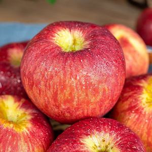 청송사과 못난이사과 5kg 10kg