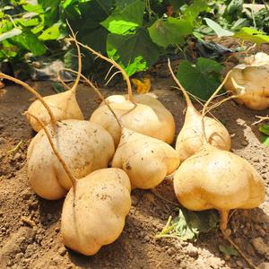 수입산 멕시코감자 히카마 얌빈 슈퍼푸드 3kg 5kg