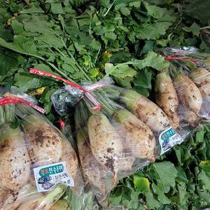 동치미무 국내산 다발무 천수무 5kg내외