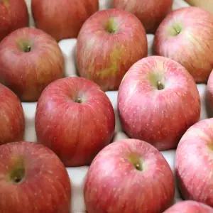 사과 부사 사과 5kg 소과 (40과 내외) 가정용