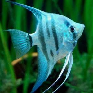 블루 제브라 엔젤 피쉬 은은한 색감에 줄무늬가 아주 예쁜 우아한 물고기