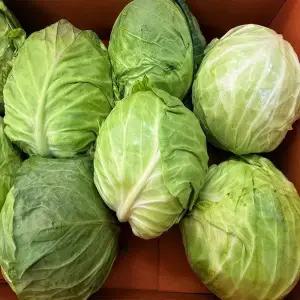 [농부곳간] 국내산 미니 양배추 4kg 내외(4~6통)