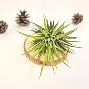 이오난사 틸란드시아 행잉식물 공기정화