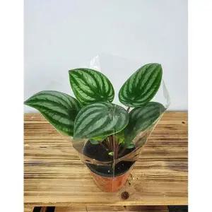 베하몰 실내 화초 수박페페 약23cm