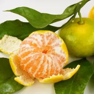 새콤달콤 제주 타이백 감귤 9kg L-2L