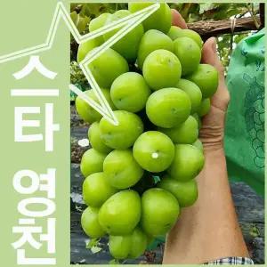 특품 홍복아저씨 영천 샤인머스켓 4kg 더크고 다달고 더부드러운과육 청포도 고당도