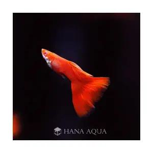 알비노 풀레드 구피 S급 (1쌍)