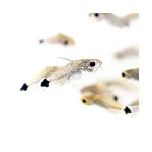 [주니멀열대어][특가할인] 하스타투스 50마리 세트관상어