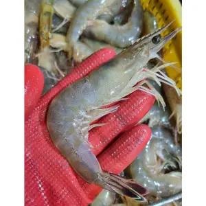 제철 자연산 대하 생물 급냉 1kg 2kg