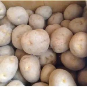 매장정품 수미씨감자 (정품) 4kg 10kg 20kg 보급종 씨감자 감자종자 감자심기 강원도 고랭지감자 84649