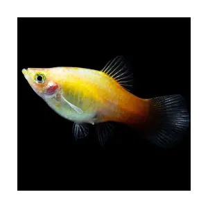 [주니멀열대어][난태생] 선셋 플래티 3마리 (선라이즈플래티)관상어