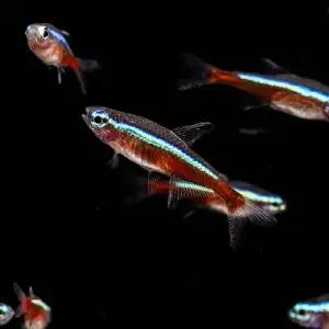 [주니멀열대어][카라신과] 카디널테트라 10마리 세트관상어