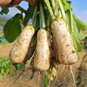 강원도 고랭지 아삭한 총각김치용 알타리무 5kg 10kg 단단한 무