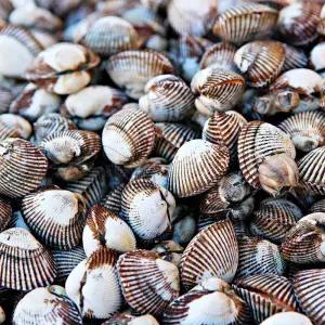 국내산 제철 새꼬막 3kg 270미 내외