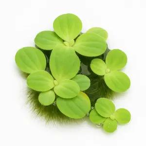 피시티아(미니물배추) 4촉