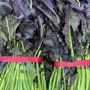 국내산 여수 특품 홍갓 1kg 조선갓 토종갓