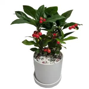 트리앤 빈티지 가벼운화분 천냥금 공기정화식물