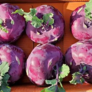 제주직송 콜라비 5kg 사이즈혼합 적콜라비 햇콜라비 피클 자색무 동치미