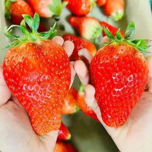 고령 논산 킹스베리 딸기 1kg 18과내외 대왕특 논산딸기 생딸기 고령딸기 겨울딸기 당진딸기 부여딸기