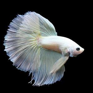 [춘자네수족관]열대어, 플래티넘 하프문베타 [수컷]