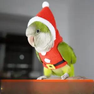 앵무새옷 반려조 슈트 산타 크리스마스 귀여운 외출 의류 겨울 잉꼬 방한 따뜻한 털 보호