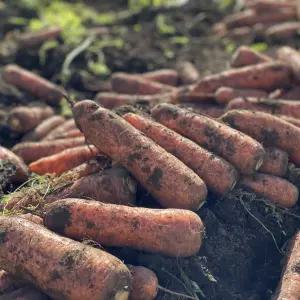 당근 제주 구좌 당근 5kg 저장당근과 비교 불가