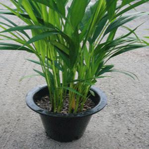 아레카야자 아래카야자 공기정화식물 소나무길 501