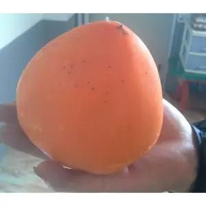 야오끼감나무 야오끼대봉감 왕대봉나무