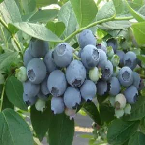 블루베리묘목 불루베리묘목