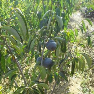 흑감나무 흑감묘목