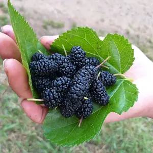 2025년 햇 오디 재래종[청일]10kg