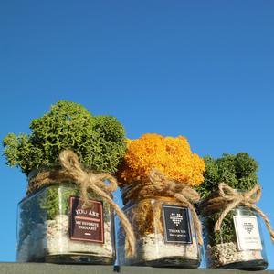 공기정화 스칸디아모스 천연이끼 내추럴가든 유리