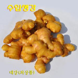 꼬레촌생강 수입생강 대강 최상품 1kg