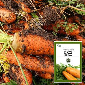 당근 씨앗 채소 재배 씨앗