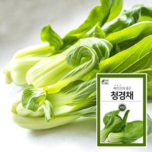 마이플랜트 청경채 채소 재배 씨앗 베란다 텃밭 가꾸기