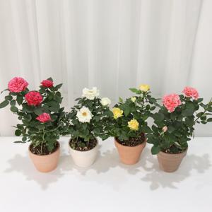 미니장미(랜덤)