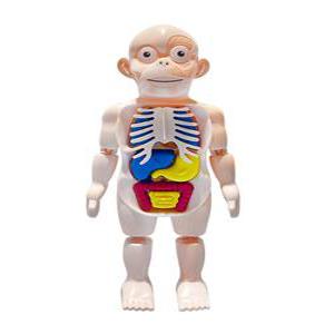 미니 인체모형 장기퍼즐 유치원교구 과학키트 우리몸공부하기 탐구 인체공부 어린이학습