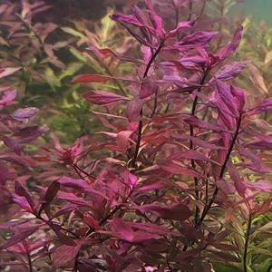 루드위지아 슈퍼레드 수중엽4촉 수초 어항 수족관 수조