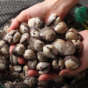 남해안 활 새꼬막 2kg 매일 새벽 채취