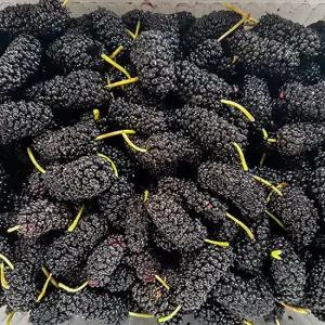 전북 고창 토종 냉동오디 상품 5kg(벌크포장) /25년햇오디