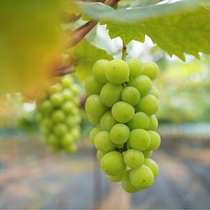 청년농부 고당도 영천 포도 샤인머스캣 2kg