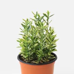 미니사철 나무 금사철 소형 실내화초