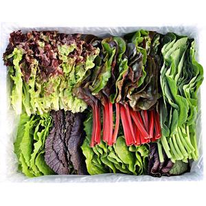 국내산 산지 유기농 모듬 쌈채소 샐러드채소 600g 1kg 쌈야채 GAP 인증