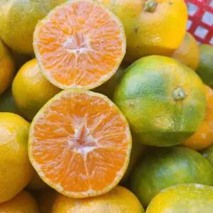 제주 서귀포 극조생 노지귤 감귤 5kg